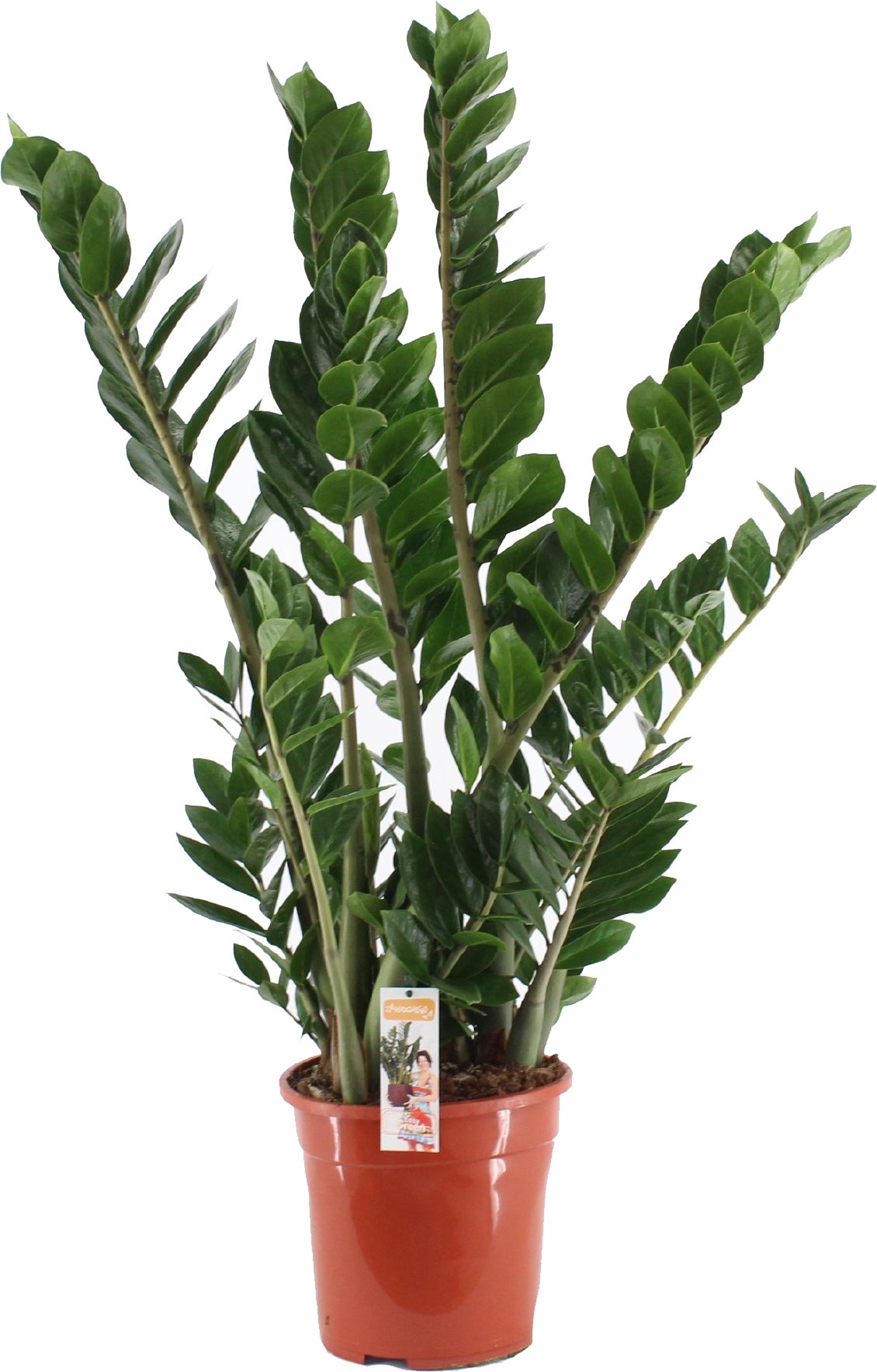 Zamioculcas (Zamioculcas zamiifolia) D 24 H 115 cm