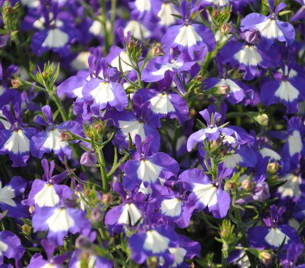 Männertreu 'Blue Eye'