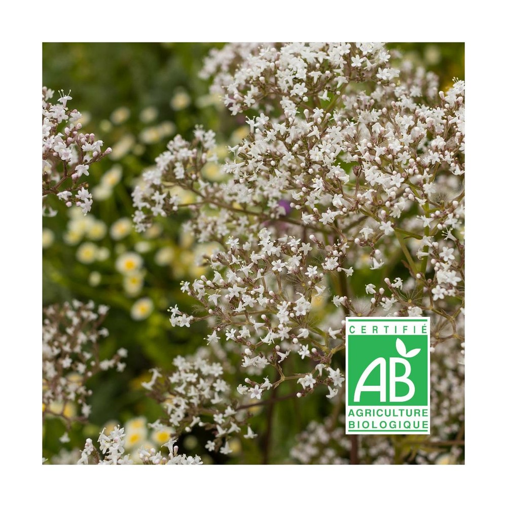 Valériane officinale bio/valeriana officinalis[-]lot de 5 godets