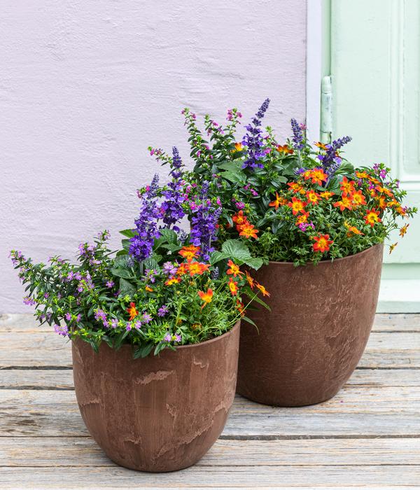 Köcherblümchen, verschiedene Farben