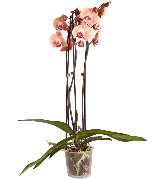 Schmetterlingsorchidee - Phalaenopsis