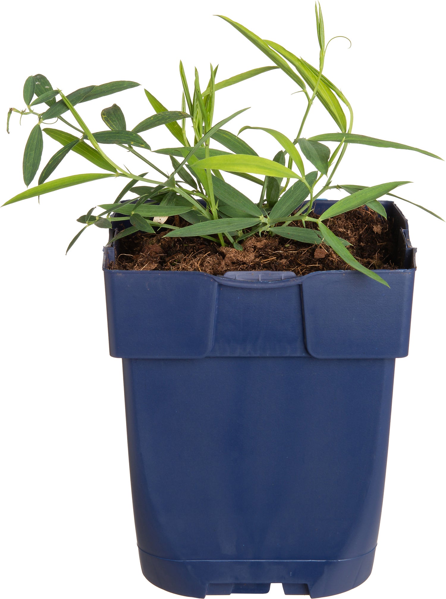 Pronkerwt (Lathyrus latifolius 'White Pearl') D 11 H 20 cm