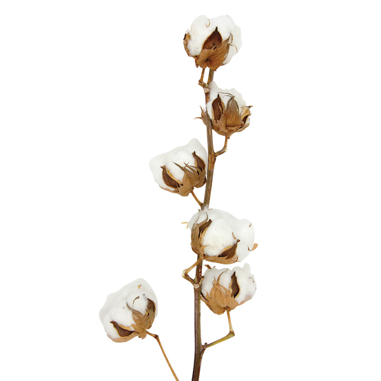 Branche de coton