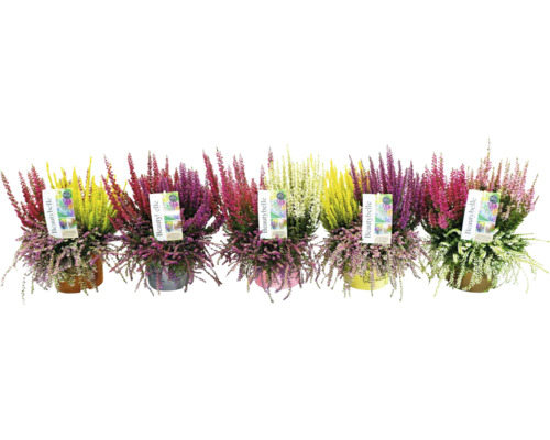 Knopheide FloraSelf Calluna vulgaris Beauty Ladies Beautybelle Ø 13 cm pot diverse kleuren