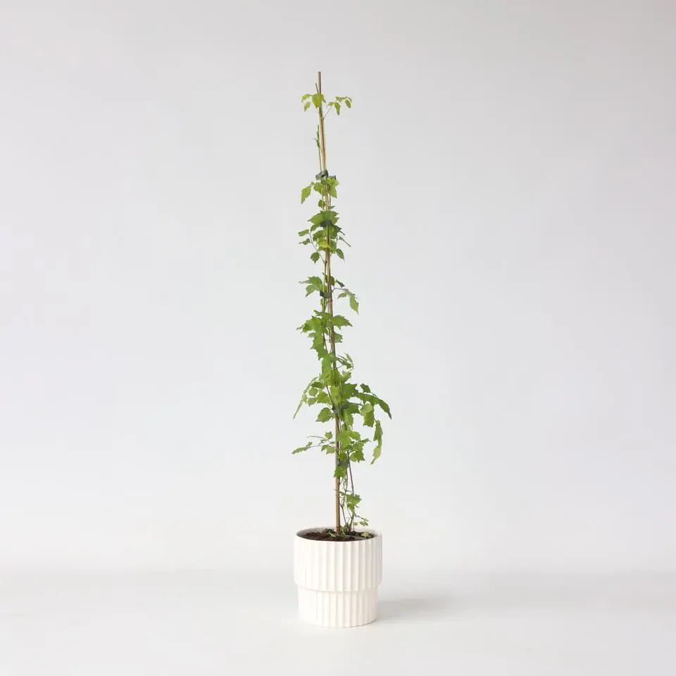 Trompetbloem - Campsis radicans - Hoogte 110-120cm - ⌀17cm