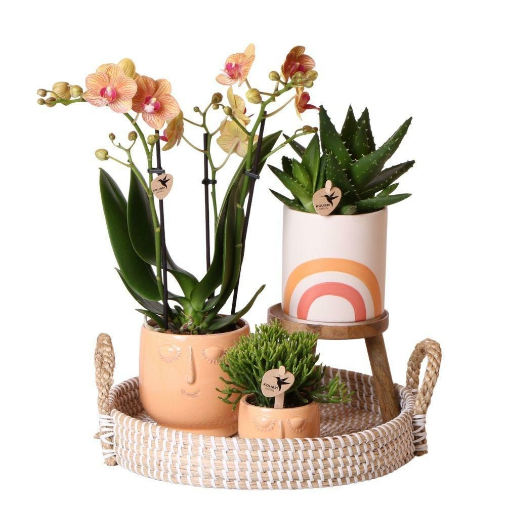 Ensemble complet de plantes happy face | plante verte sertie d'orchidée phalaenopsis orange