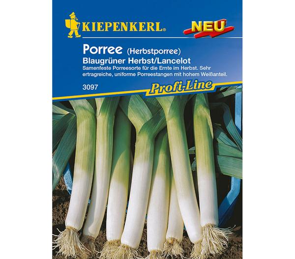 Kiepenkerl Samen Porree 'Blaugrüner Herbst'
