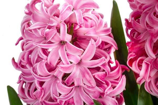 Hyazinthe, verschiedene Farben