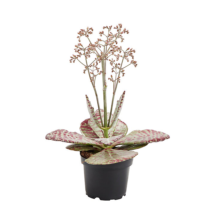 Kalanchoé « surprise du désert » 10,5cm
