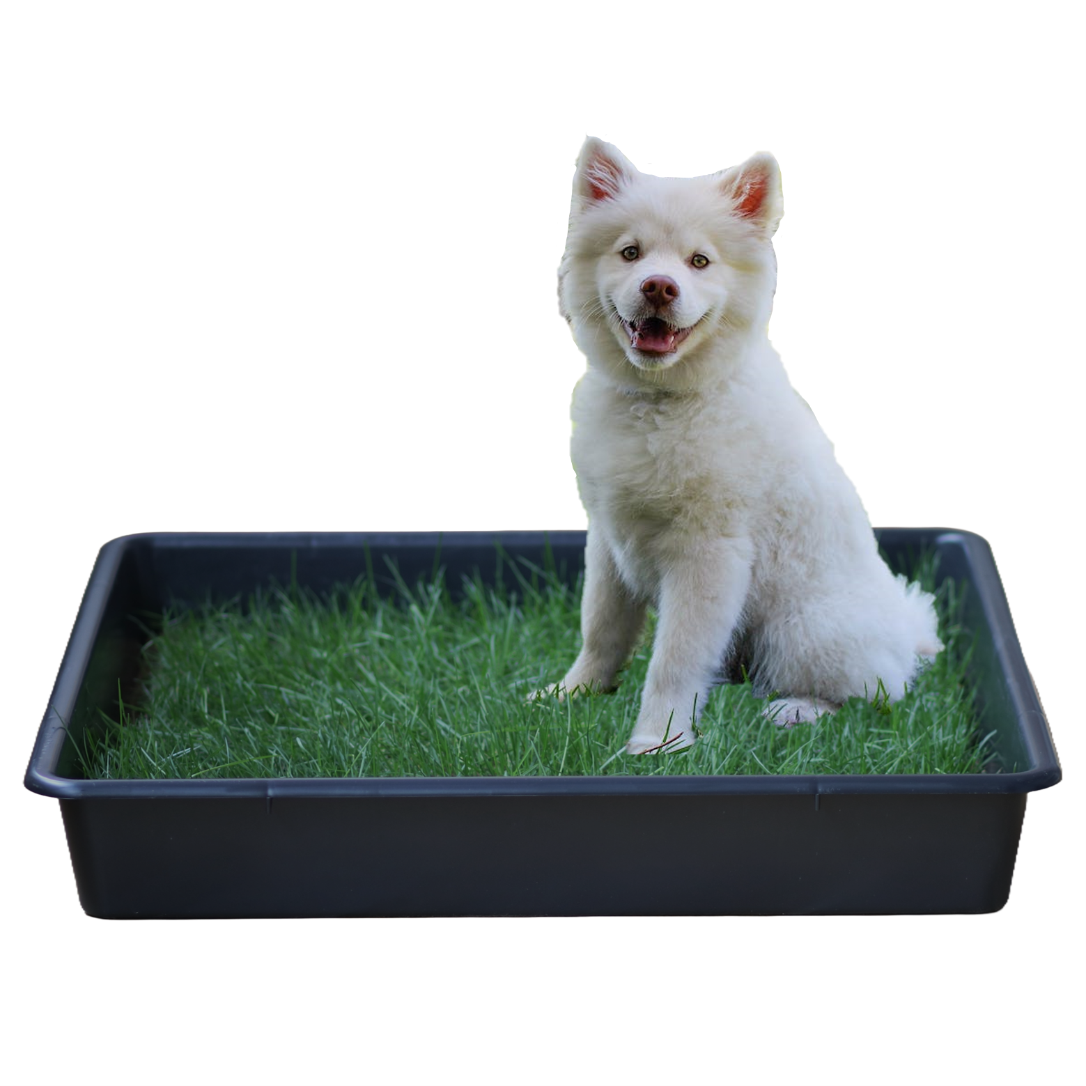 Cama para cães Petground, tapete com aroma, grama natural.