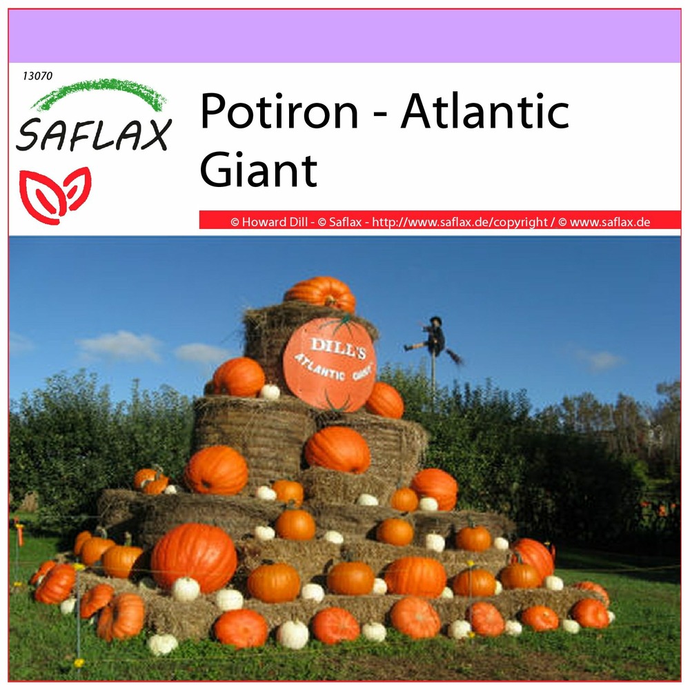 Potiron - atlantic giant - 7 graines - cucurbita maxima