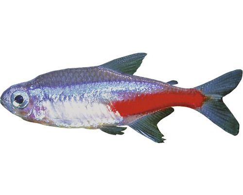 Neon Tetra Fish - Paracheirodon innesi, Neon Tetra