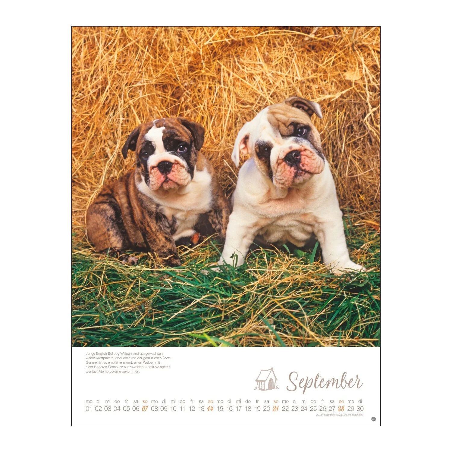 Posterkalender Hundekinder 2025
