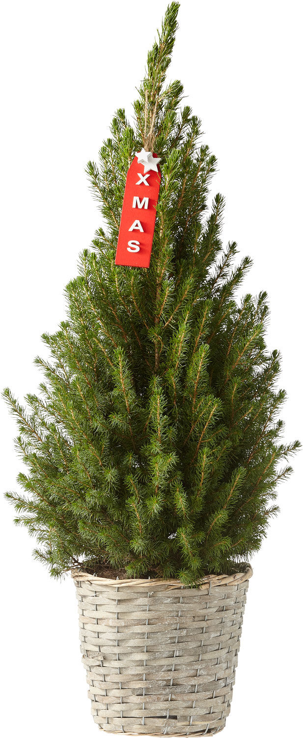 Picea Conica in mand - Kerstboom - 80 cm