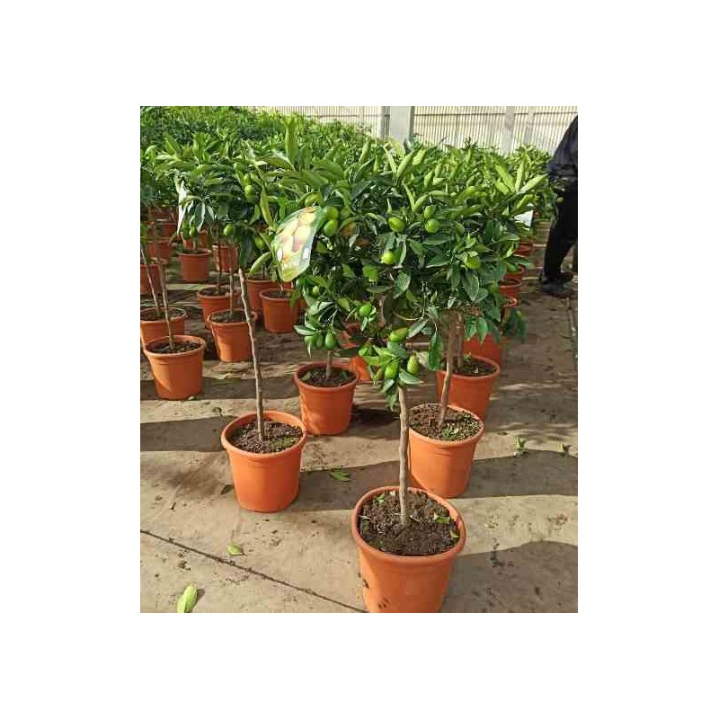 Citrus kumquat adulte (fortunella margarita) blanc - taille pot de 35l - 150/175cm
