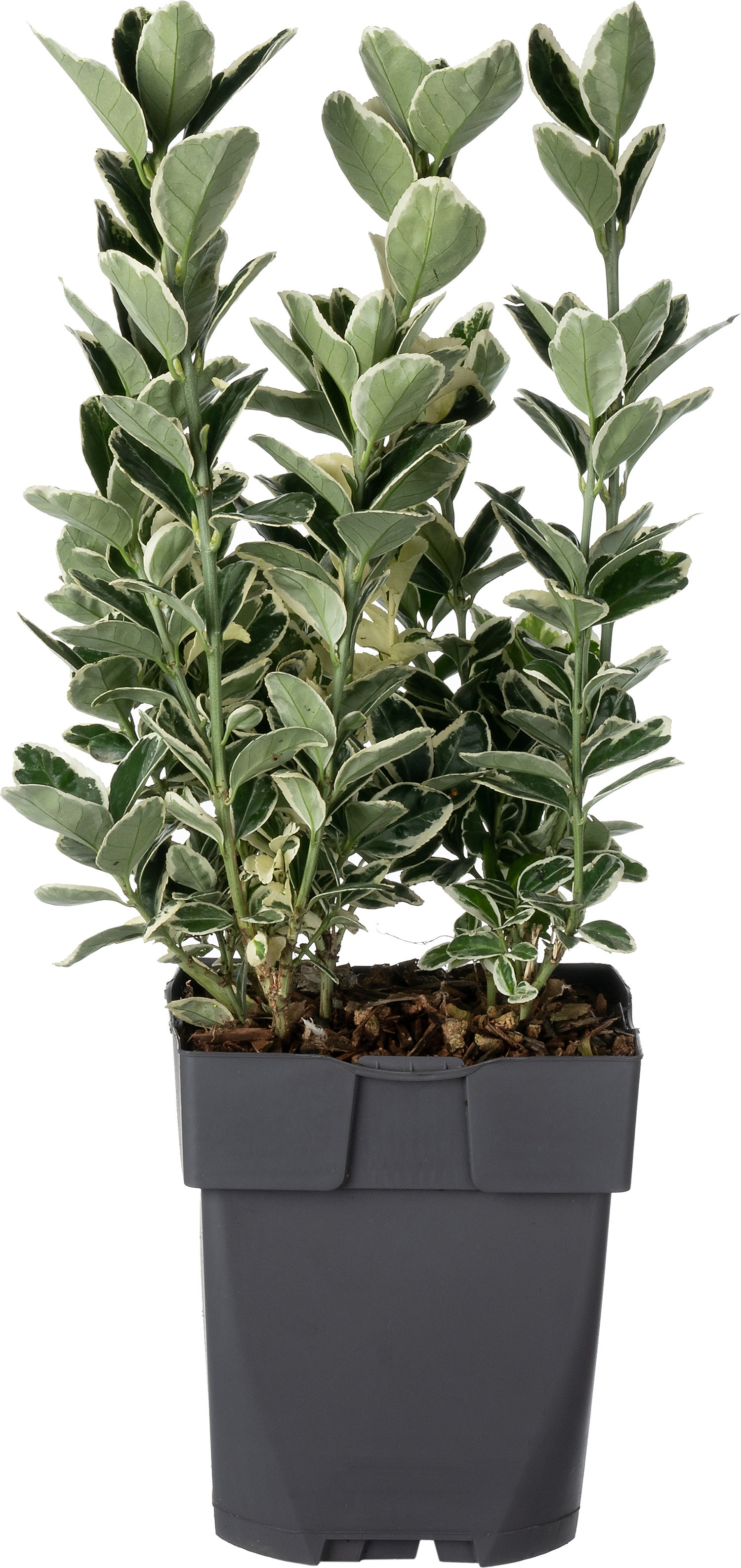 Japanse Kardinaalsmuts (Euonymus japonica 'Kathy') D 17 H 45 cm