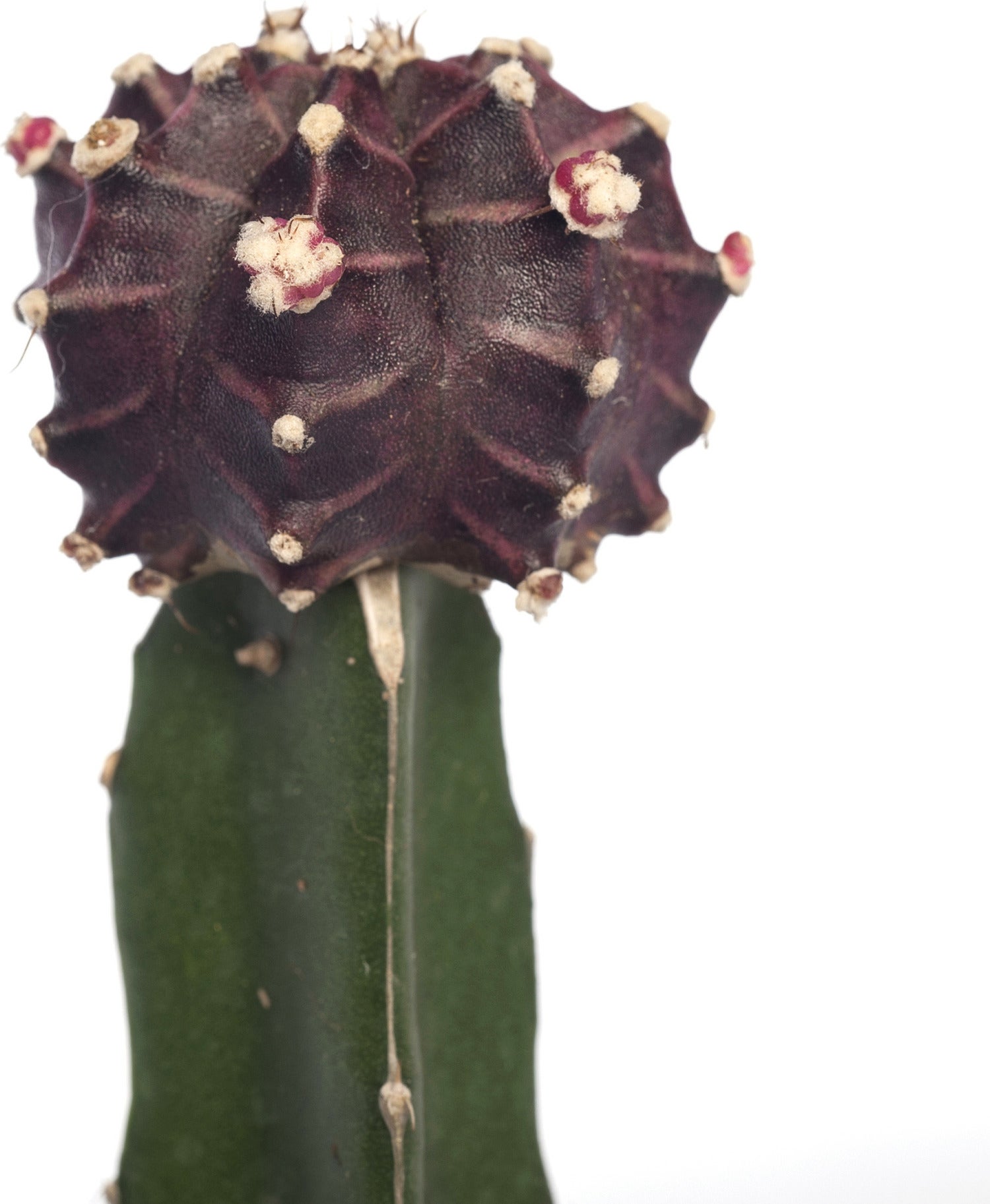 Maancactus (Gymnocalycium mihanovichii) rood D 5,5 H 14 cm