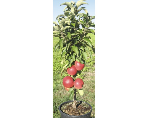 Biologische dwerg zuilvormige appelboom FloraSelf Organic Malus Starline 'Red Crimson' H 60-80 cm Co 7,5 L