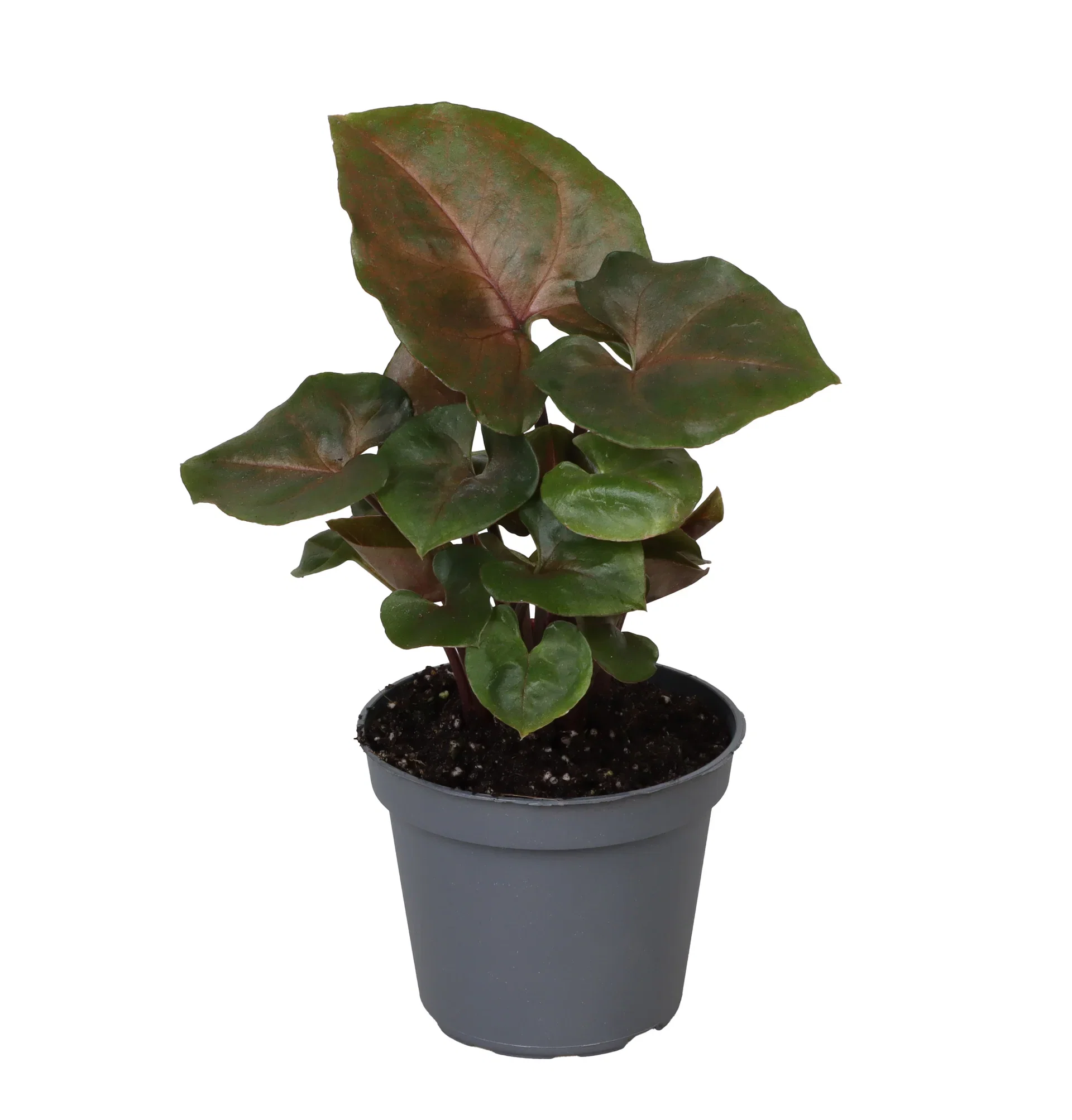 Syngonium Syngonium mini mix Høyde 10 cm