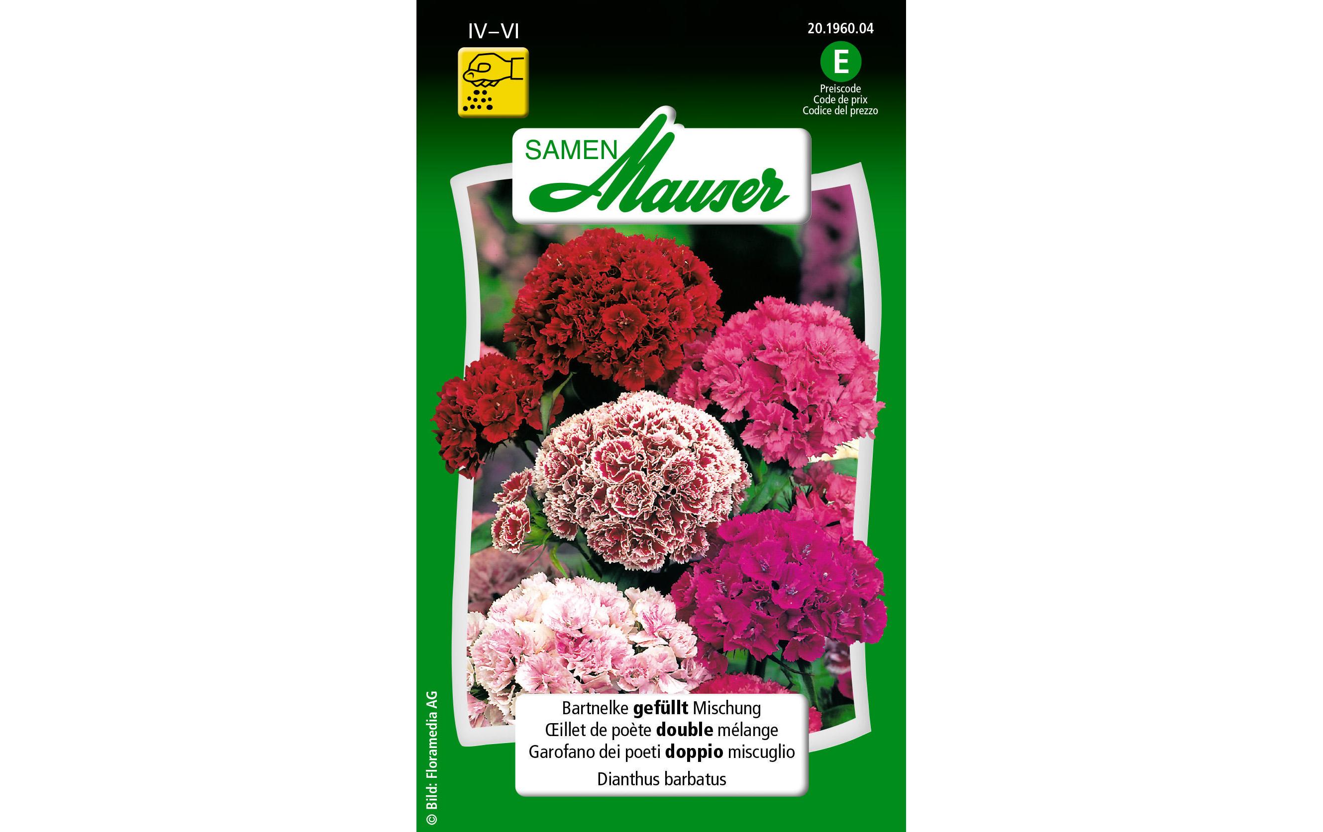 Saatgut Bartnelke gefüllt MischungBlumensamen