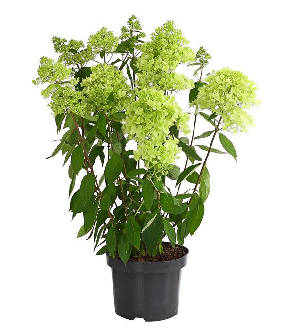 Rispen-Hortensie 'Magical Summer'