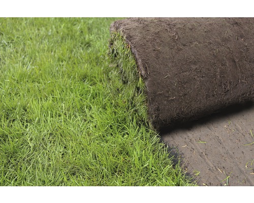 Premium gerold graszoden, bestelhoeveelheid 50 - 99 m², dagelijks vers gesneden
