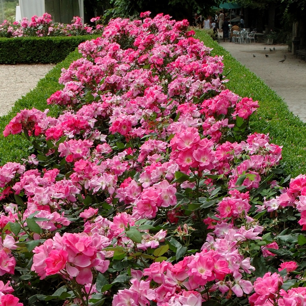 Rosier rodin ® meigadraz sans motte