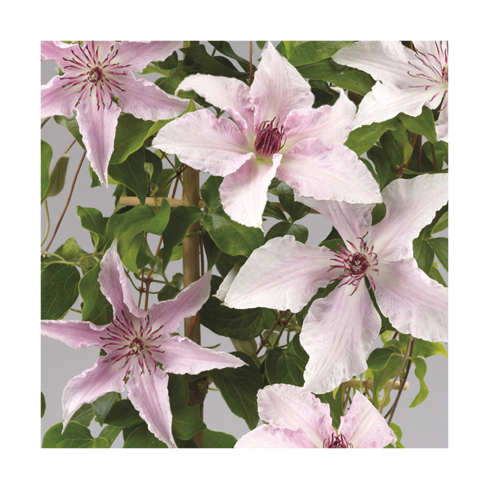 Clématite mirabelle™ 'evipo072'/clematis mirabelle™ 'evipo072'[-]pot de 2,5 l - 20/30 cm