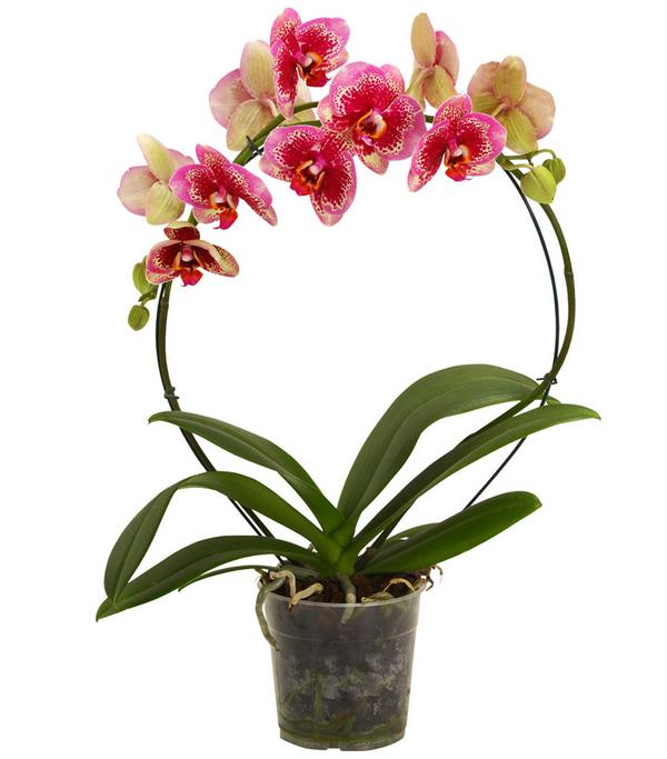 Schmetterlingsorchidee - Phalaenopsis