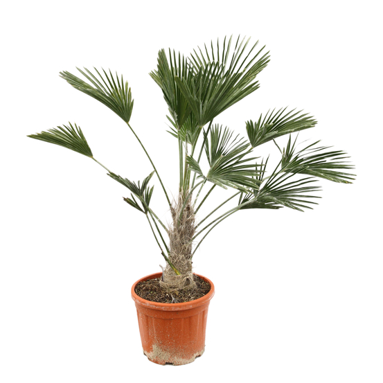 Trachycarpus wagnerianus pot 15L