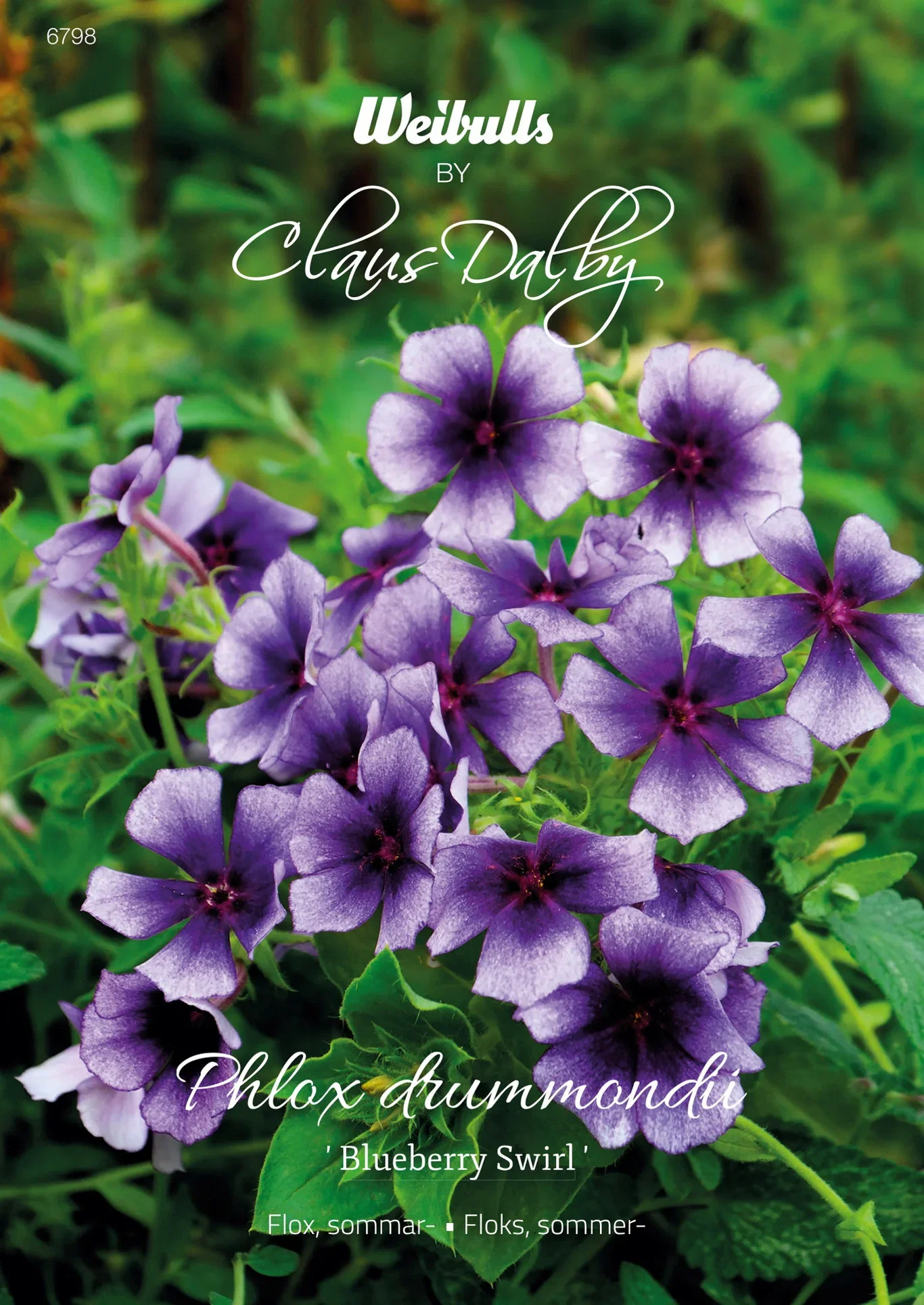 Phlox drummondii  'Blueberry Swirl' Sommerfloks 'Blueberry Swirl'