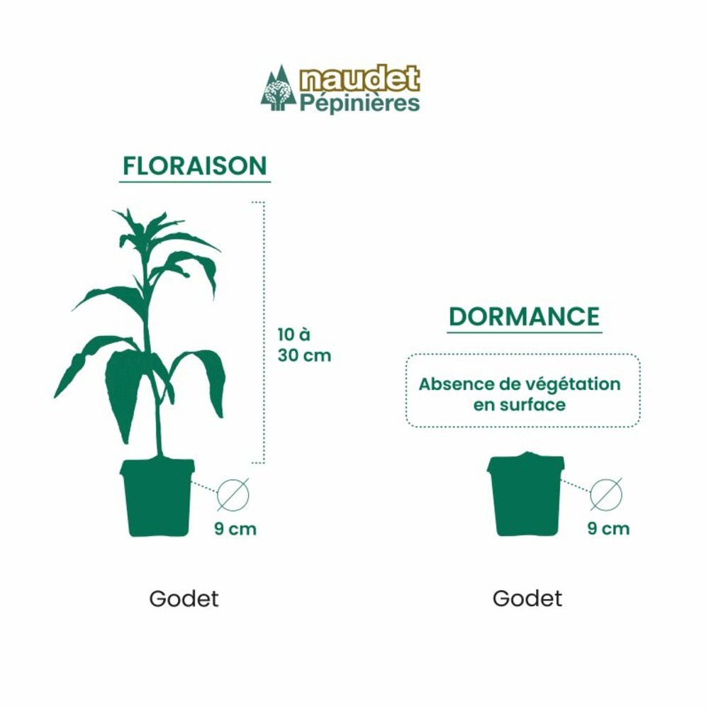 2 hellébores orientales 'green spotted' (helleborus orientalis green spotted) - vendu par 2 - lot de 2 godets