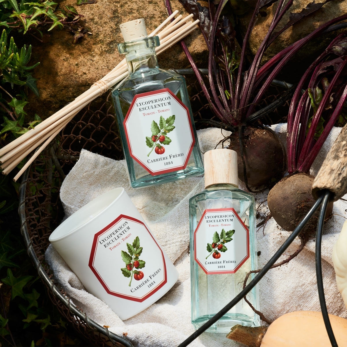 CARRIÈRE FRÈRES Tomate - Lycopersicon Esculentum Diffuseur de Parfum