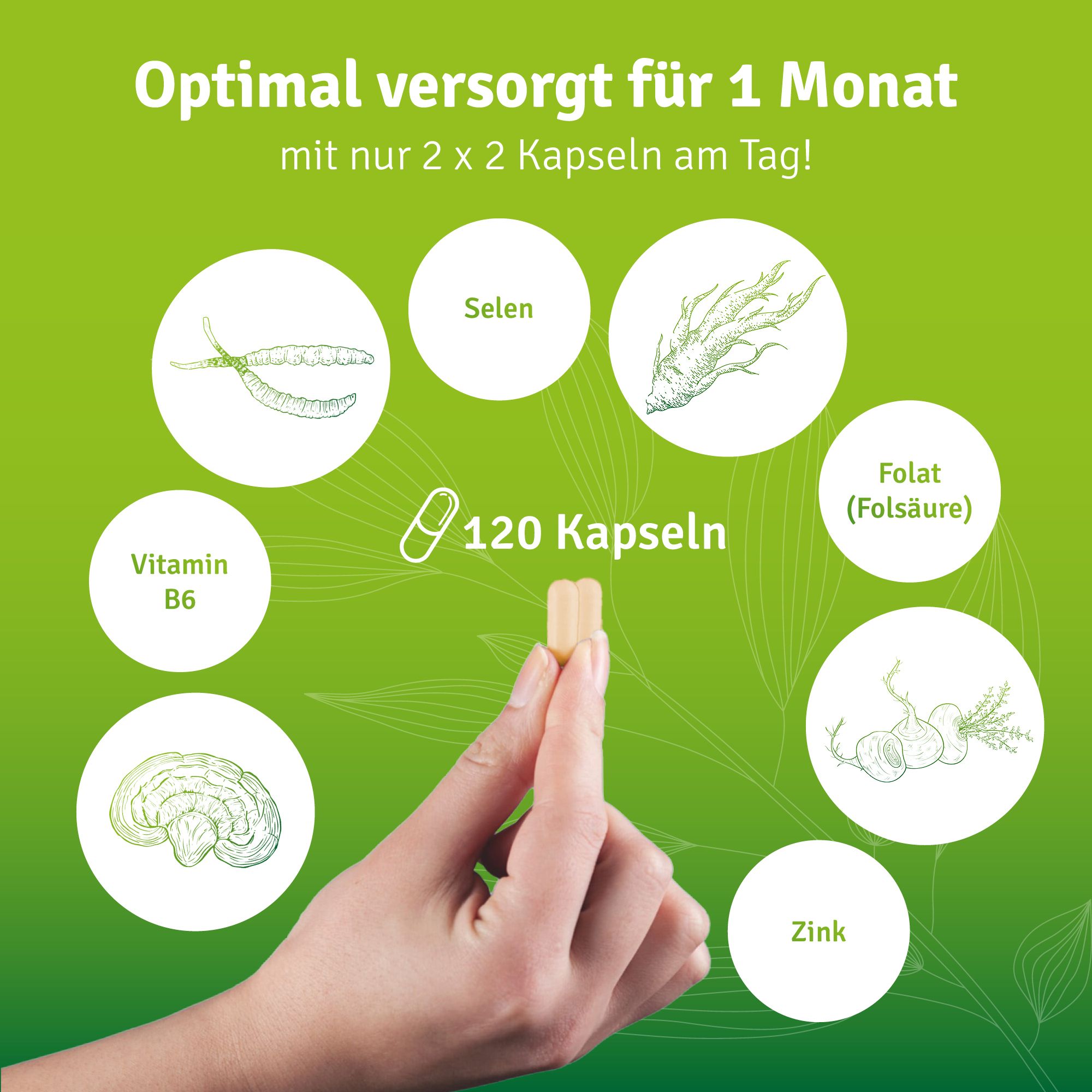 vitelly Cordyceps Man® Fertilitäts Kapseln für einen Monat
