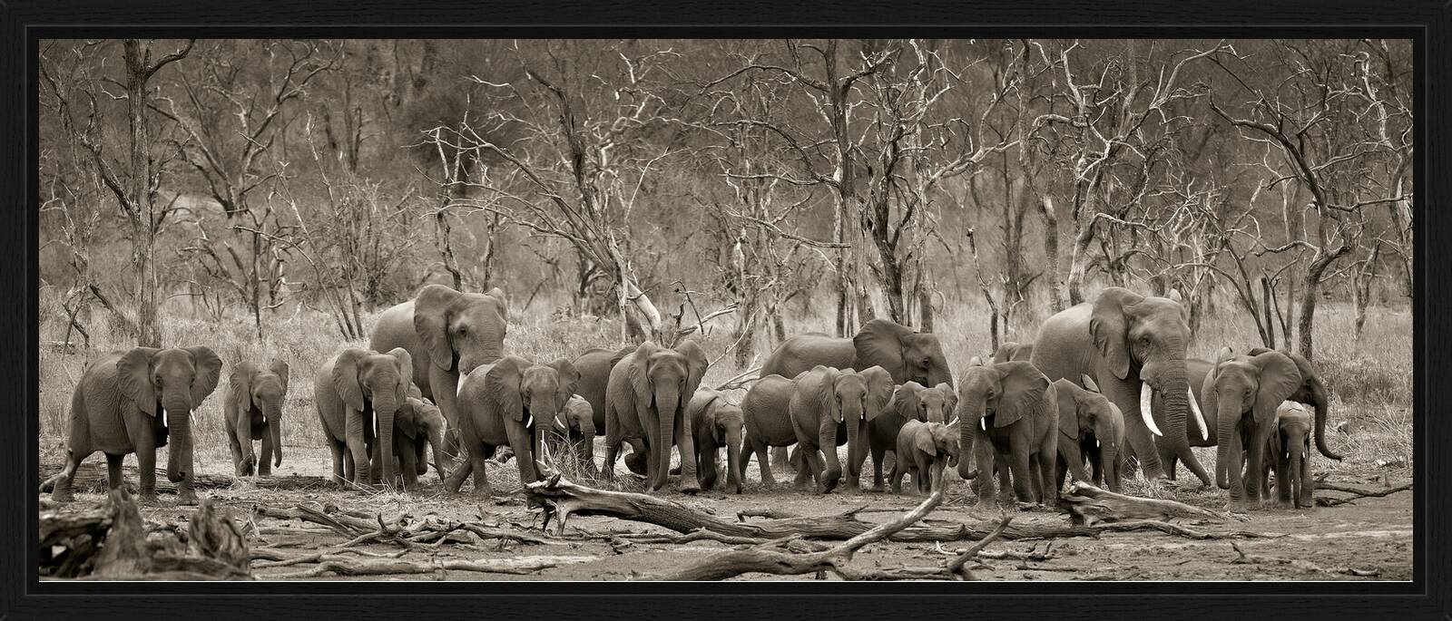 Elephant herd & logs by Horst Klemm - Limited Edition. Edition of: 150. Signed.