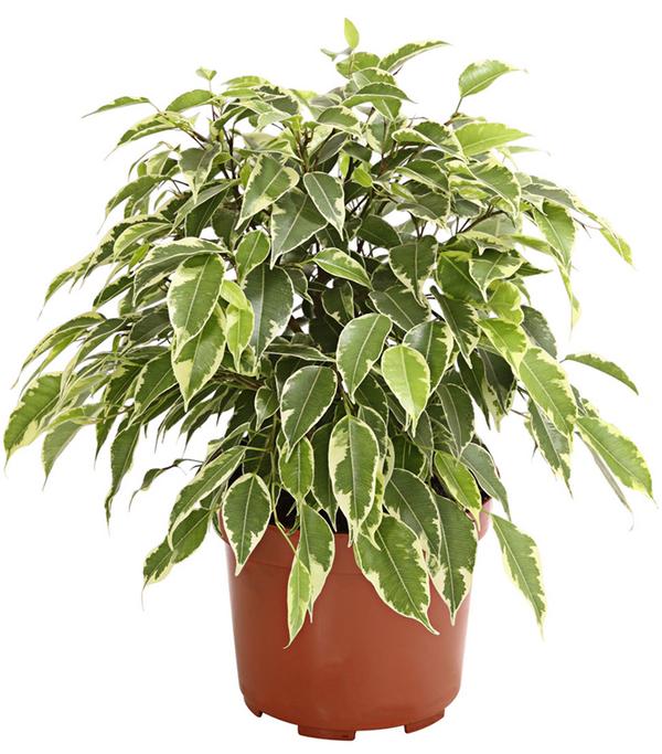 Birkenfeige - Ficus benjamina 'Kinky',