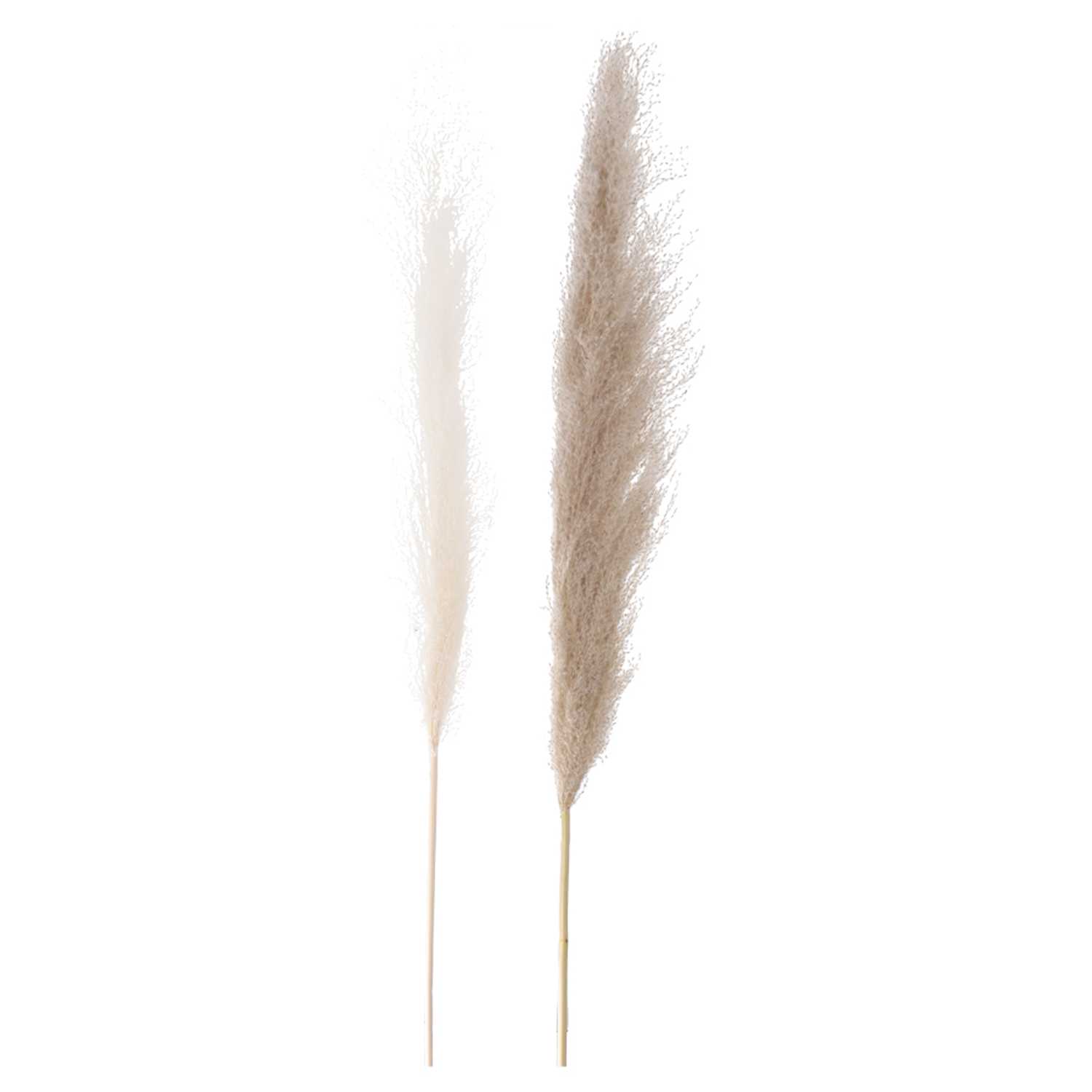 Trockenblume Naturgraswedel 100cm 2fach