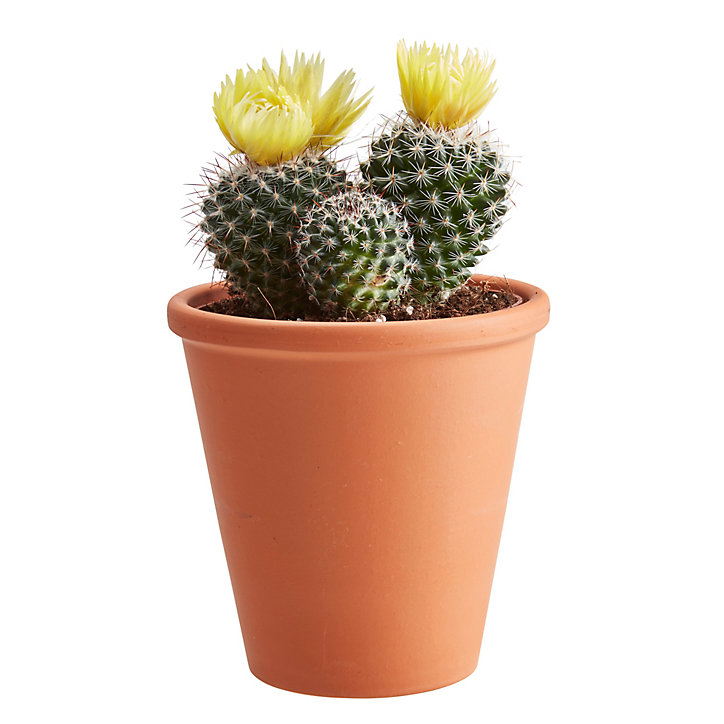 Cactus à fleurs, assortiment