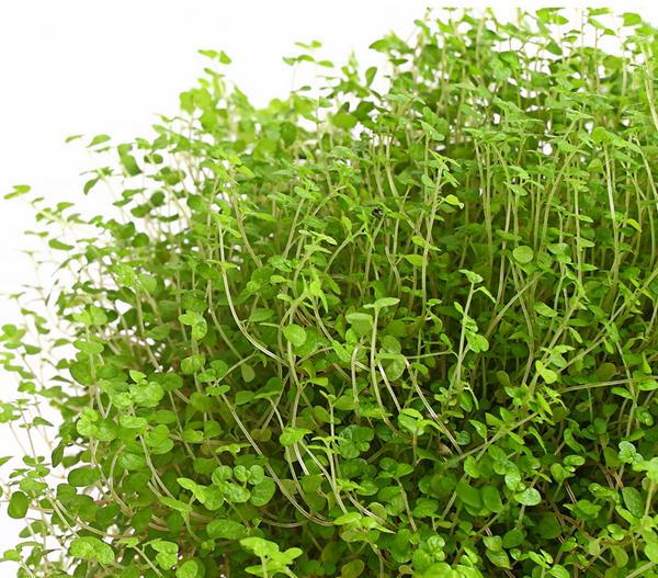 Bubikopf - Soleirolia soleirolii