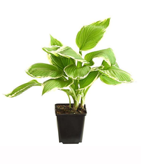 Bio Wellblattfunkie 'Albomarginata'