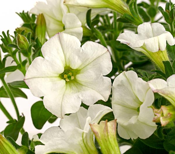 Hängepetunie 'Surfinia', verschiedene Farben