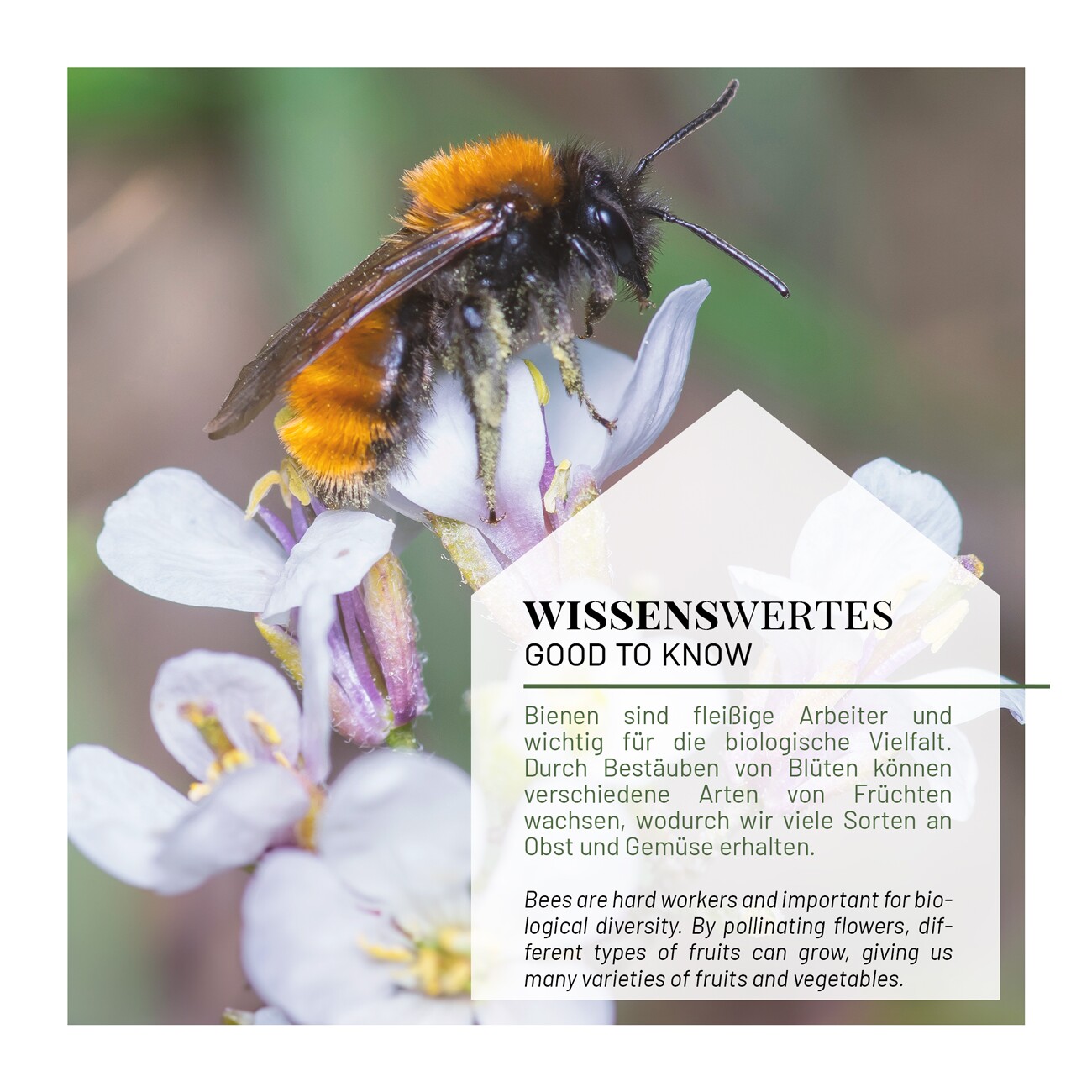 WILDLIFE HOME Bienenhotel mit Metalldach | 2er Set