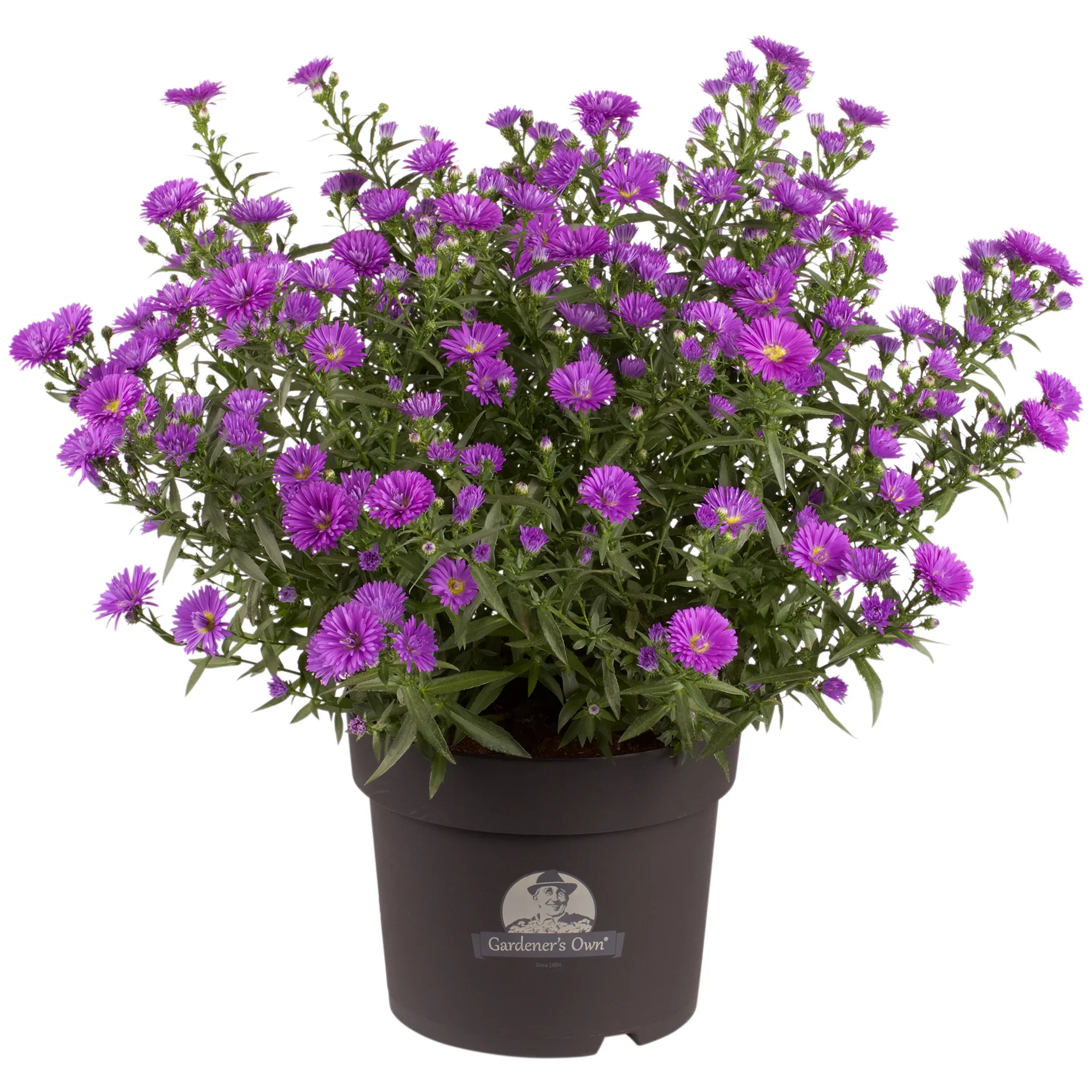 Symphyotrichum novi-belgii Aster Ø21 cm
