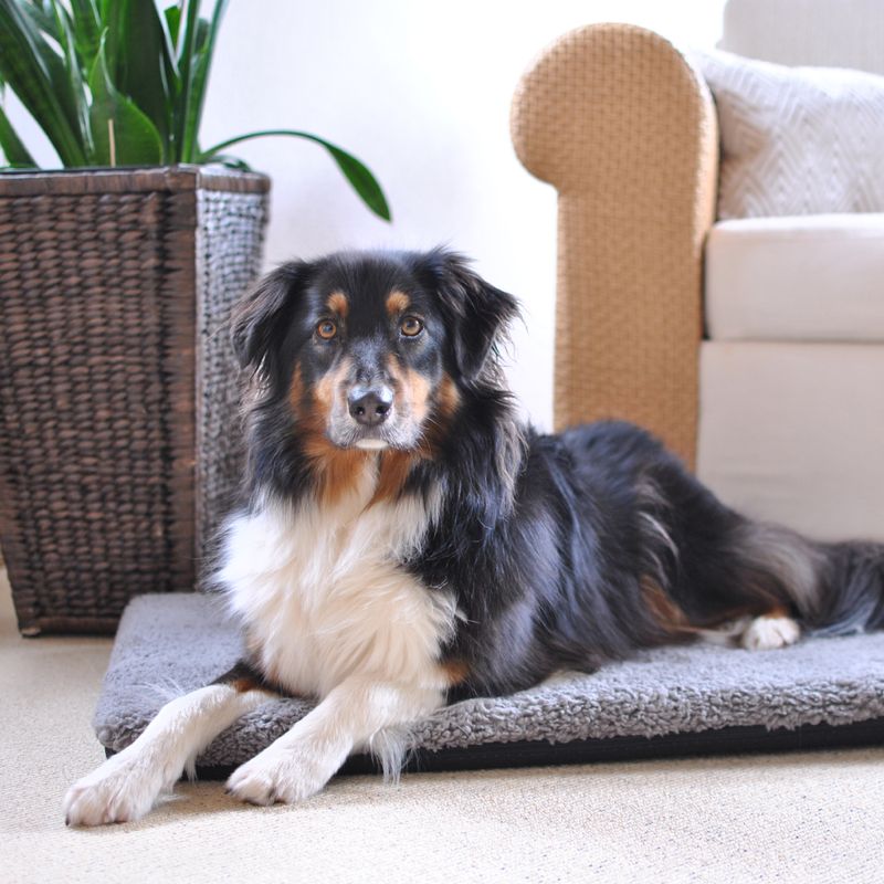 Matelas orthopédique Pawz & Pepper Aurora