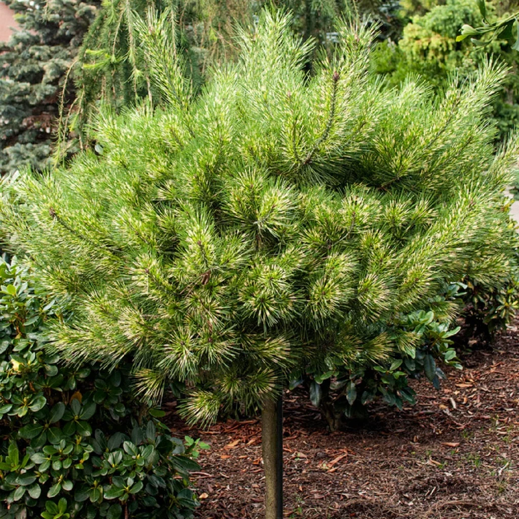 Pinus densiflora 'Low Glow' Japansk Rødfuru 'Low Glow' på stemme Høyde 120 cm