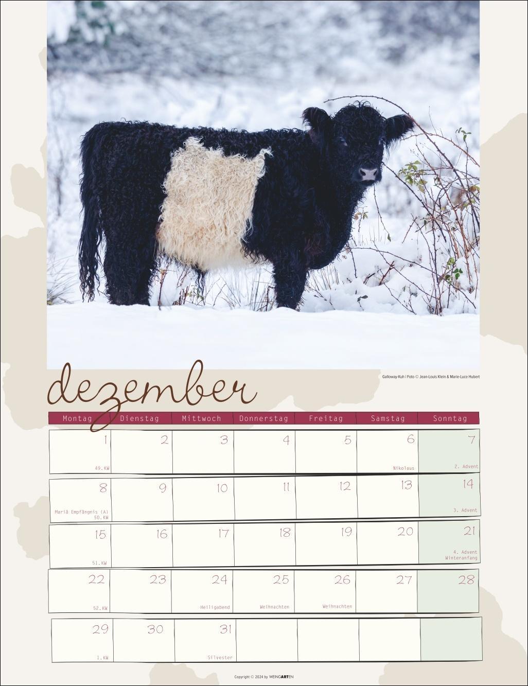 Kuh Kalender 2025