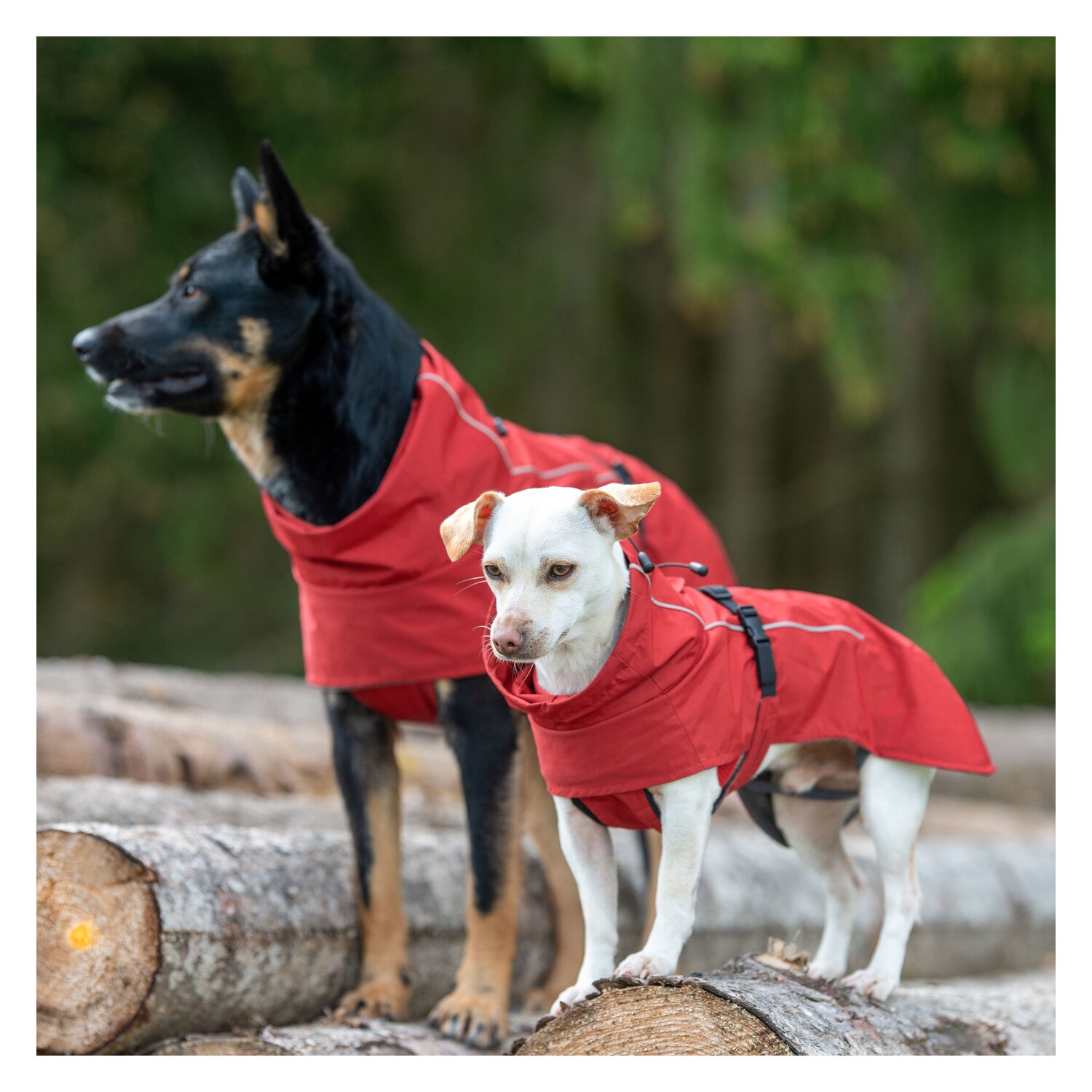 pawberry Hunde-Regenmantel Pleven  - ruby red