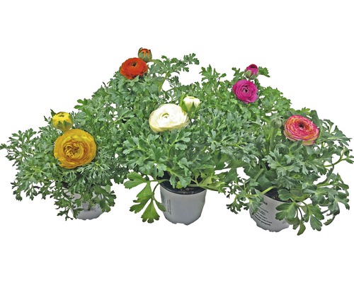 Ranunculus (Ranunculus) Ø 11 cm pot assorti