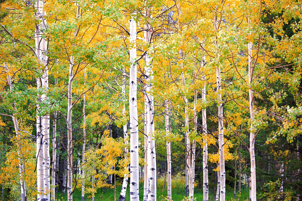 Papermoon Fototapete »Herbst Birkenwald«