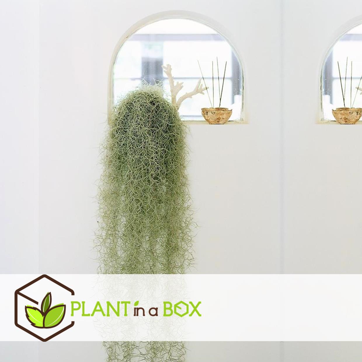 Tillandsia usneoides 'beard tillandsias' - set de 3 - hauteur 25-50cm